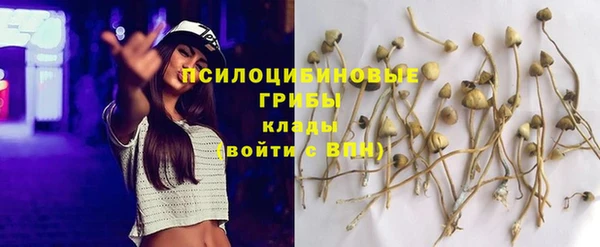 стафф Богданович
